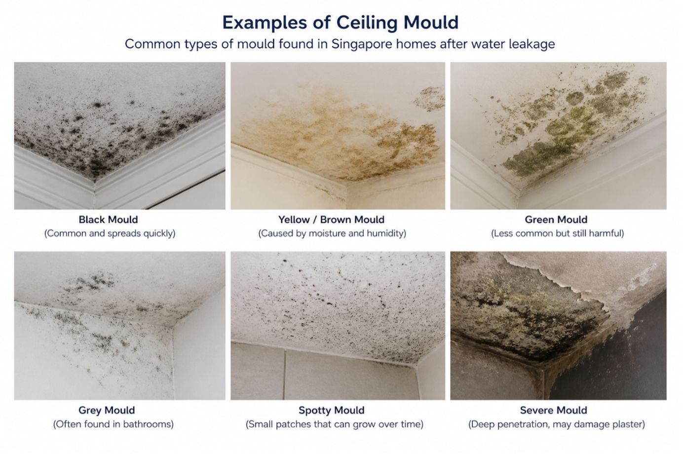 Mould On Ceiling